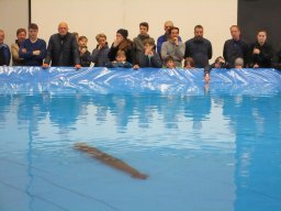Messe Wels 2017