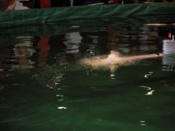 Messe Wien 2006