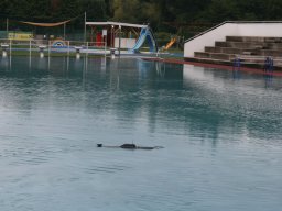 Neulengbach 2017