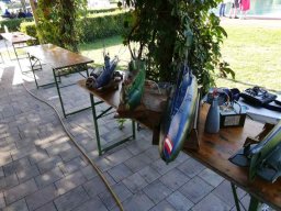 Neulengbach 2019